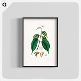 アートポスター-Borneo Camphor Illustration
 - 薬用植物学 Poster.