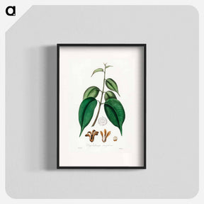 アートポスター-Borneo Camphor Illustration
 - 薬用植物学 Poster.