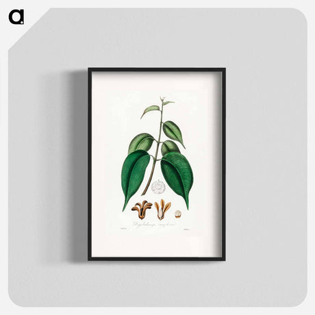 アートポスター-Borneo Camphor Illustration
 - 薬用植物学 Poster.