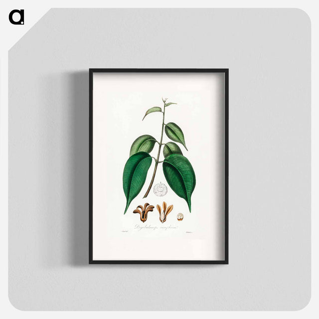 アートポスター-Borneo Camphor Illustration
 - 薬用植物学 Poster.