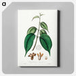 アートパネル-Borneo Camphor Illustration
 - 薬用植物学 Canvas.