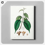 アートパネル-Borneo Camphor Illustration
 - 薬用植物学 Canvas.