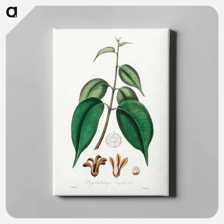 アートパネル-Borneo Camphor Illustration
 - 薬用植物学 Canvas.