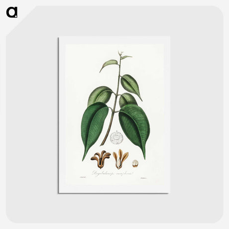 2-58_Medical-Botany_hagaki