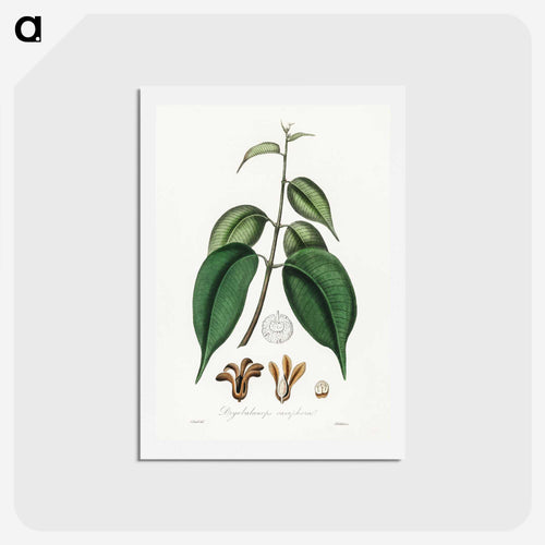 ボルネオ樟脳の図 - 薬用植物学 Postcard.