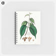 アートメモ帳-Borneo Camphor Illustration
 - 薬用植物学 Memo.
