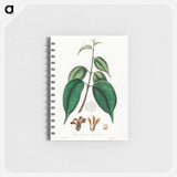 アートメモ帳-Borneo Camphor Illustration
 - 薬用植物学 Memo.