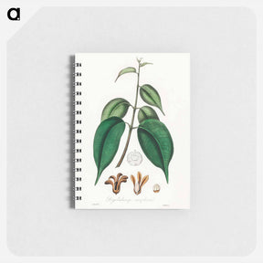 アートメモ帳-Borneo Camphor Illustration
 - 薬用植物学 Memo.