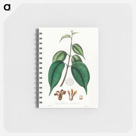 アートメモ帳-Borneo Camphor Illustration
 - 薬用植物学 Memo.