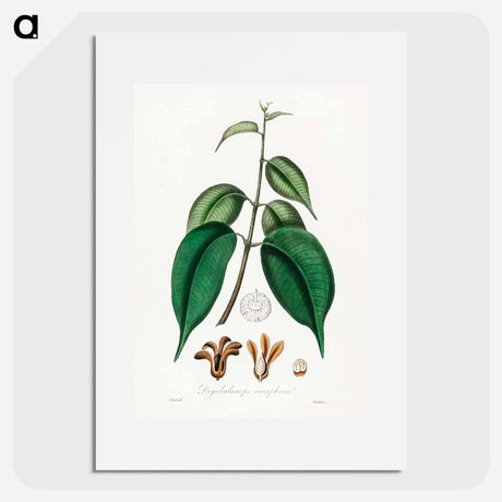 アートポスター-Borneo Camphor Illustration
 - 薬用植物学 Poster.