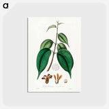 アートポストカード-Borneo Camphor Illustration
 - 薬用植物学 Postcard.