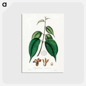 アートポストカード-Borneo Camphor Illustration
 - 薬用植物学 Postcard.