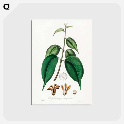 Borneo Camphor Illustration
 - Medicinal Botany Postcard.