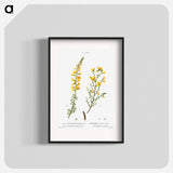 Cytisus complicatus and cytisus telonensis - ピエール ジョゼフ ルドゥーテ Poster.