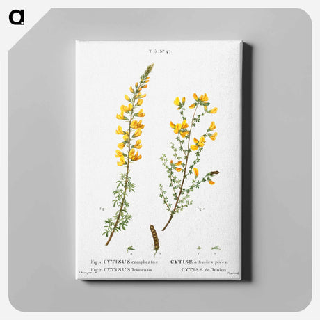 アートパネル-Cytisus complicatus and cytisus telonensis - ピエール ジョゼフ ルドゥーテ Canvas.