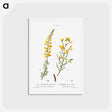 アートポストカード-Cytisus complicatus and cytisus telonensis - ピエール ジョゼフ ルドゥーテ Postcard.
