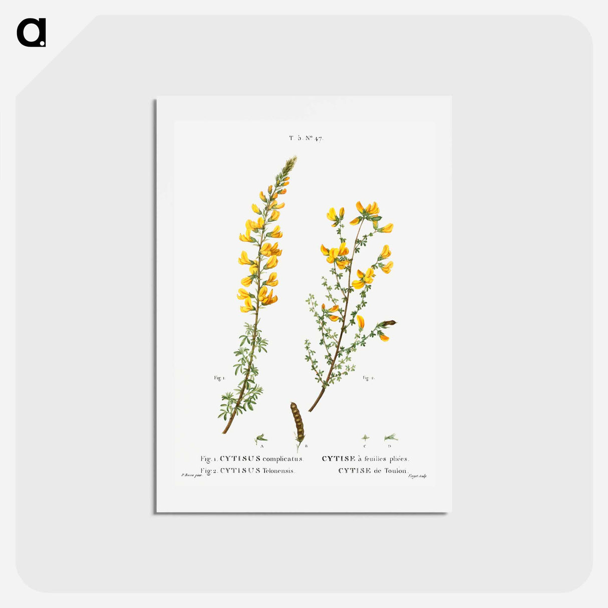 アートポストカード-Cytisus complicatus and cytisus telonensis - ピエール ジョゼフ ルドゥーテ Postcard.