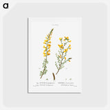 アートポストカード-Cytisus complicatus and cytisus telonensis - ピエール ジョゼフ ルドゥーテ Postcard.