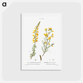 アートポストカード-Cytisus complicatus and cytisus telonensis - ピエール ジョゼフ ルドゥーテ Postcard.