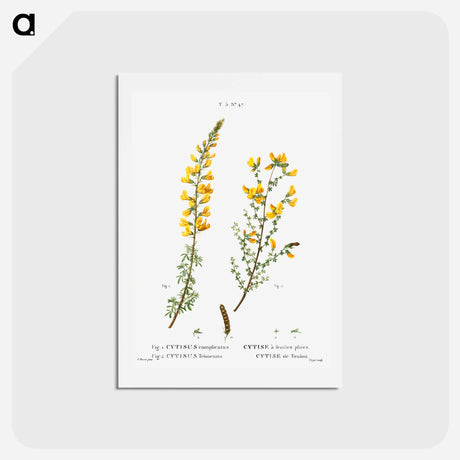アートポストカード-Cytisus complicatus and cytisus telonensis - ピエール ジョゼフ ルドゥーテ Postcard.