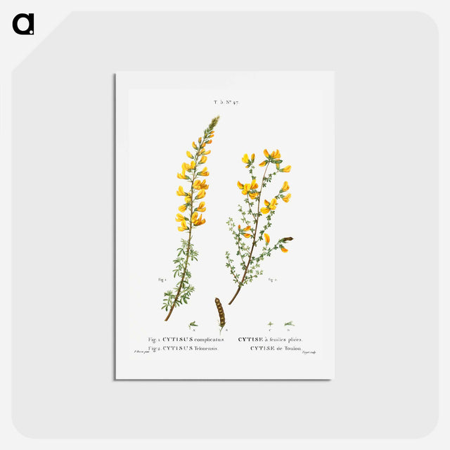 アートポストカード-Cytisus complicatus and cytisus telonensis - ピエール ジョゼフ ルドゥーテ Postcard.
