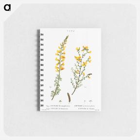 アートメモ帳-Cytisus complicatus and cytisus telonensis - ピエール ジョゼフ ルドゥーテ Memo.