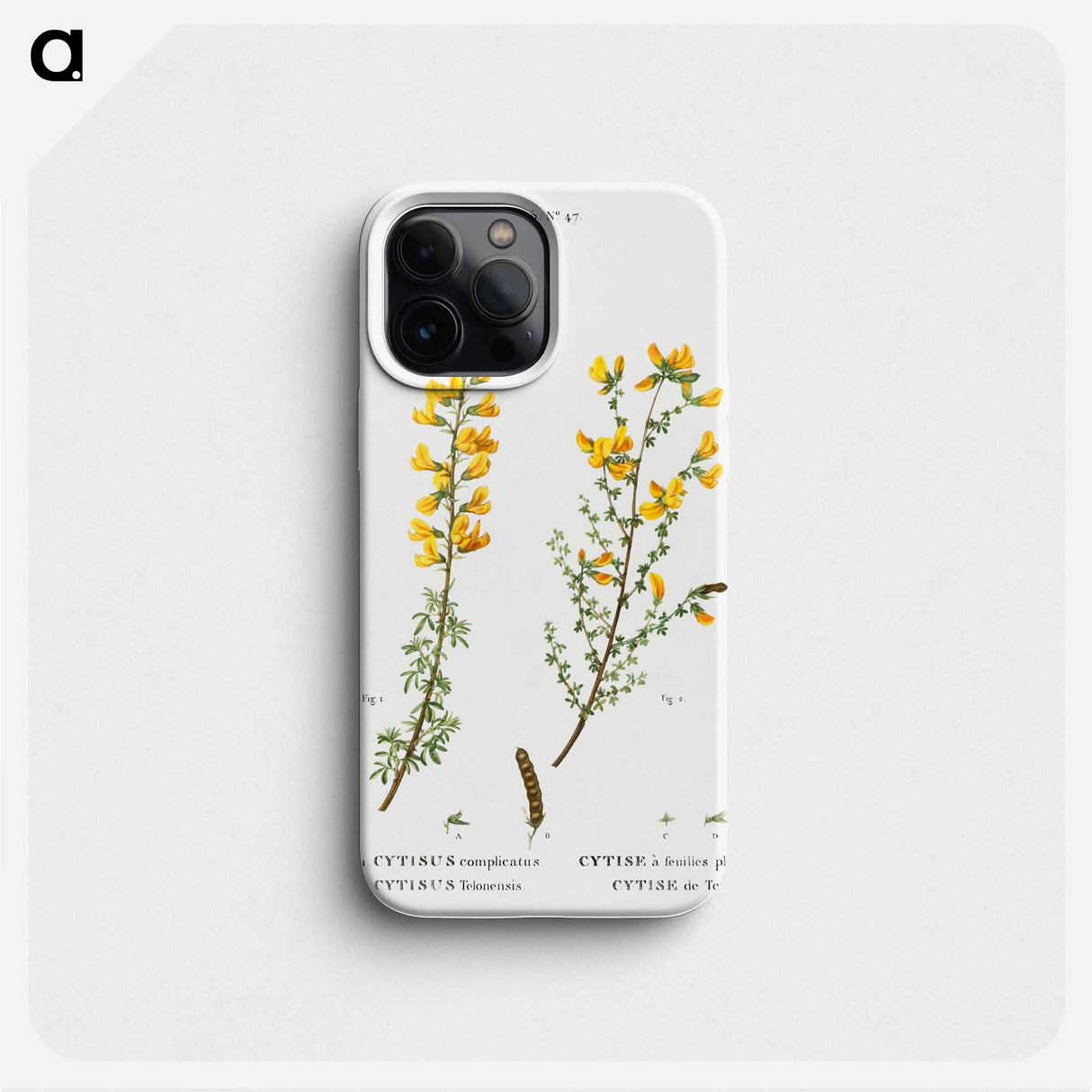 Cytisus complicatus and cytisus telonensis - ピエール ジョゼフ ルドゥーテ Phone Case.