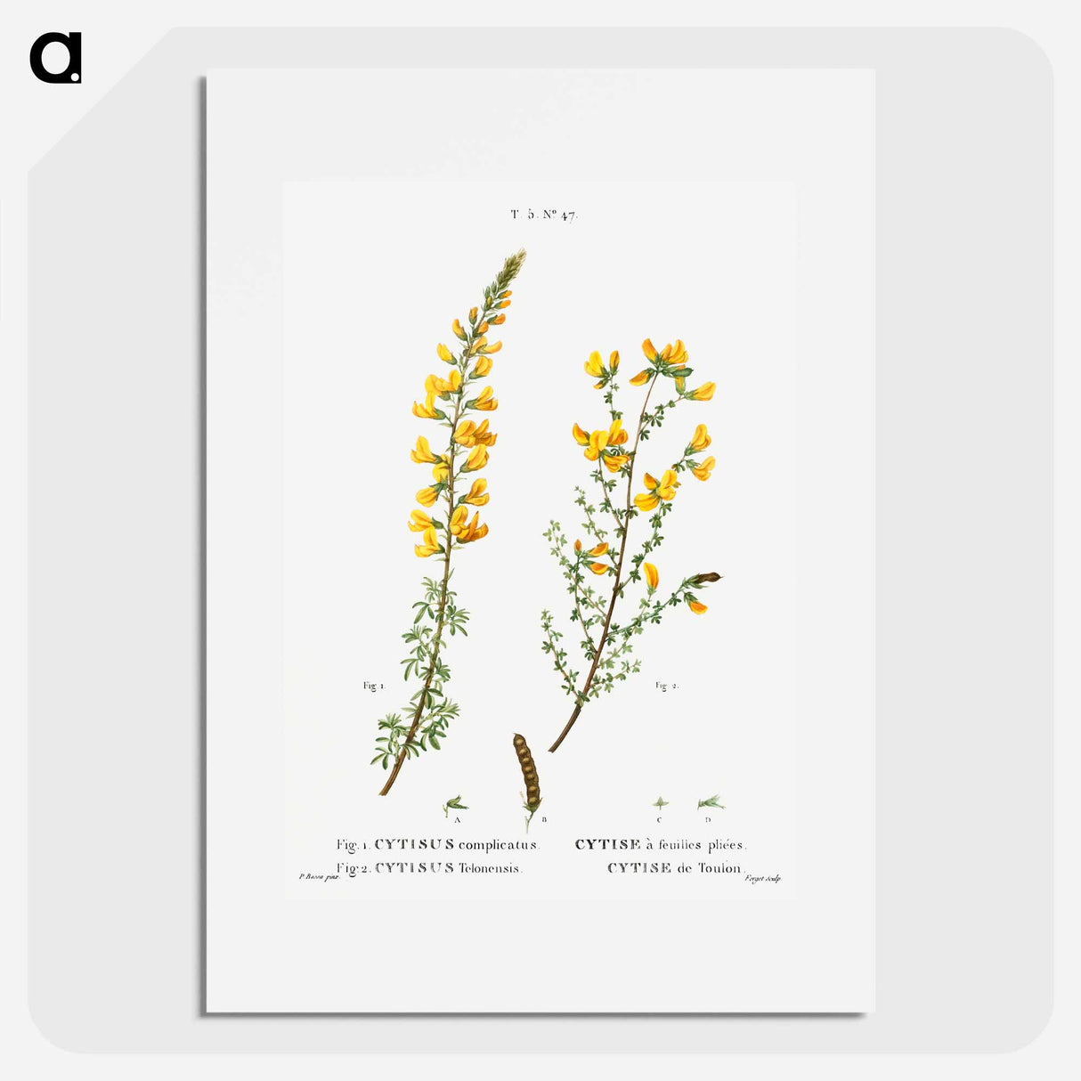 Cytisus complicatus and cytisus telonensis - ピエール ジョゼフ ルドゥーテ Poster.