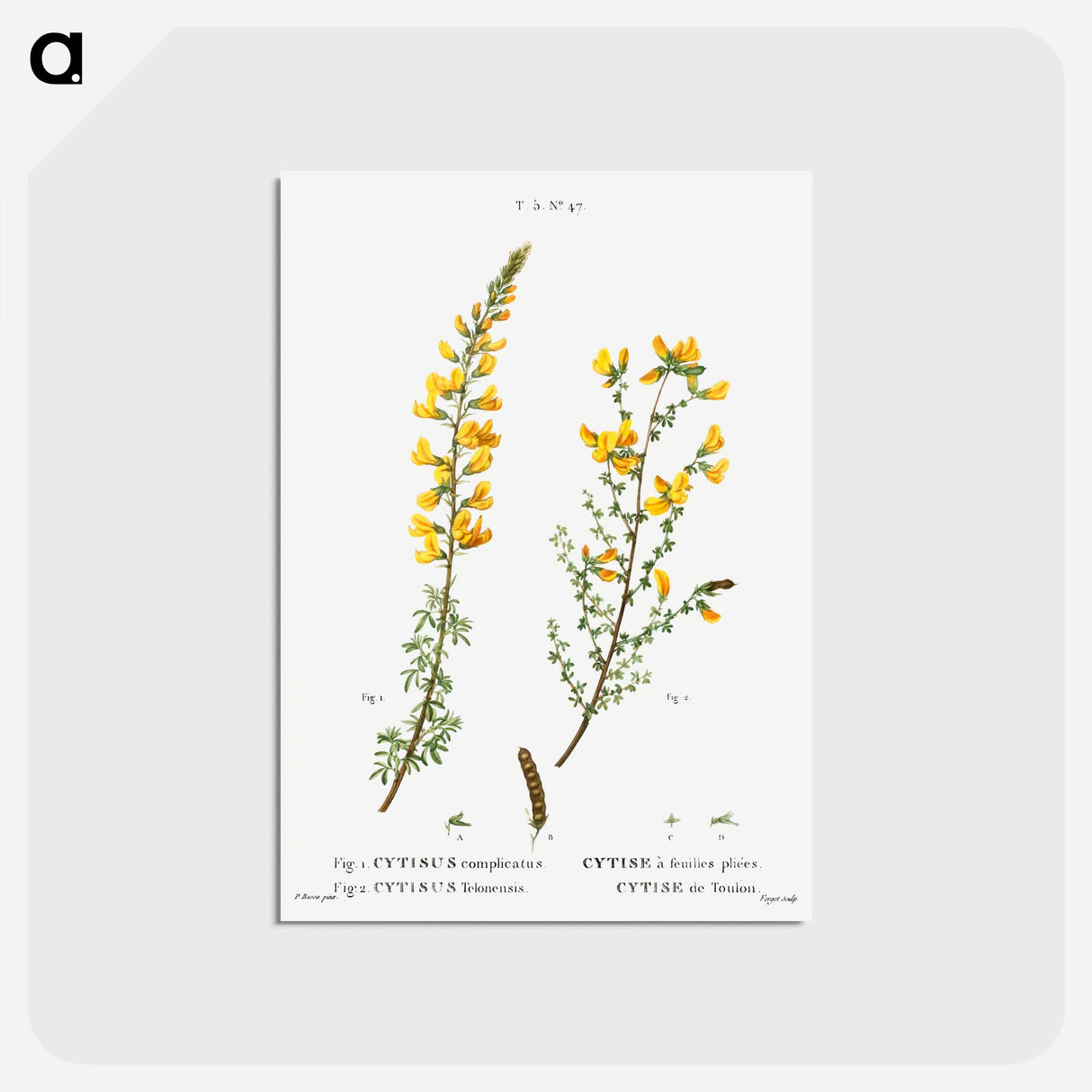 アートポストカード-Cytisus complicatus and cytisus telonensis - ピエール ジョゼフ ルドゥーテ Postcard.