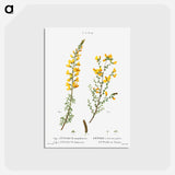 アートポストカード-Cytisus complicatus and cytisus telonensis - ピエール ジョゼフ ルドゥーテ Postcard.