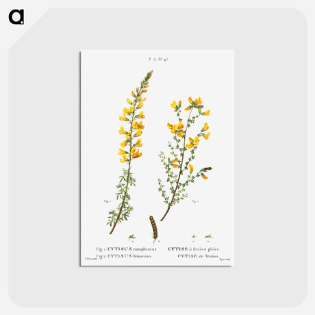 アートポストカード-Cytisus complicatus and cytisus telonensis - ピエール ジョゼフ ルドゥーテ Postcard.