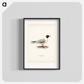 アートポスター-Black-Headed Gull
 - スヴェンスカ フォグラル Poster.