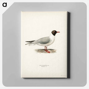 アートパネル-Black-Headed Gull
 - スヴェンスカ フォグラル Canvas.