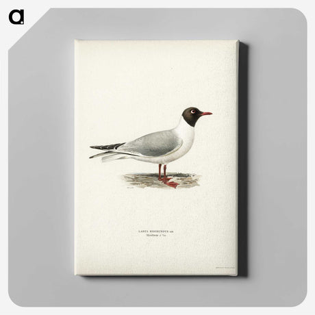 2-58_Svenska-Faglar_canvas