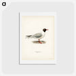 アートポストカード-Black-Headed Gull
 - スヴェンスカ フォグラル Postcard.