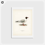 アートポストカード-Black-Headed Gull
 - スヴェンスカ フォグラル Postcard.