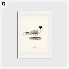 アートポストカード-Black-Headed Gull
 - スヴェンスカ フォグラル Postcard.