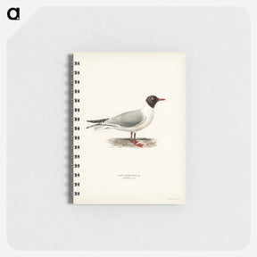 アートメモ帳-Black-Headed Gull
 - スヴェンスカ フォグラル Memo.