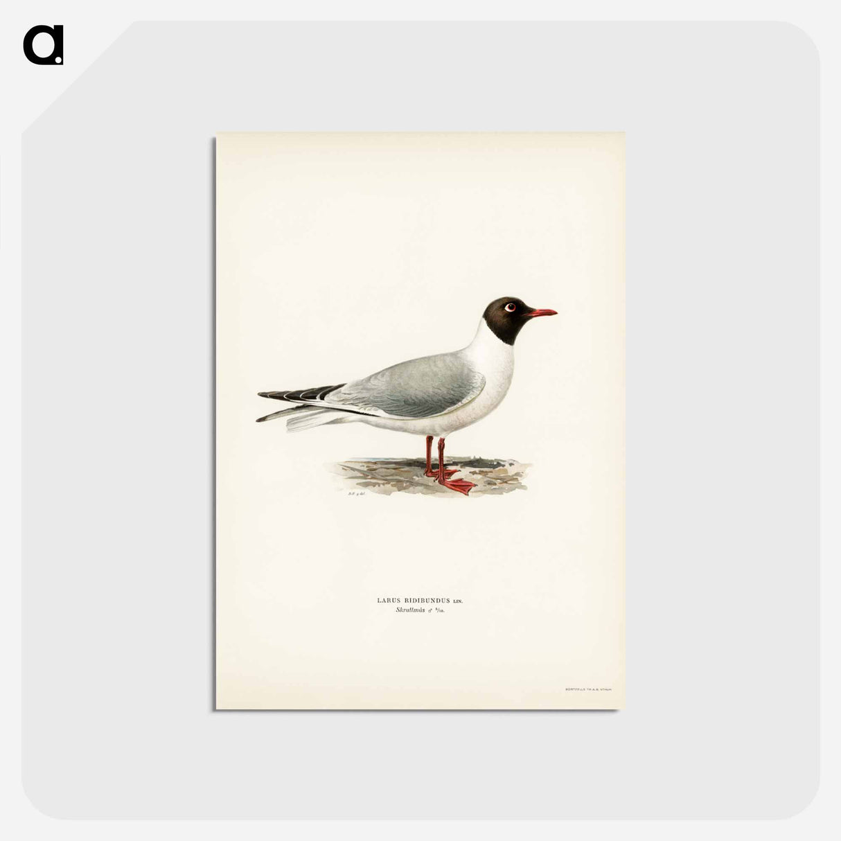 アートポストカード-Black-Headed Gull
 - スヴェンスカ フォグラル Postcard.