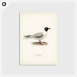 アートポストカード-Black-Headed Gull
 - スヴェンスカ フォグラル Postcard.