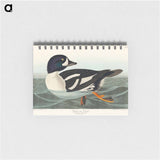 アートメモ帳-Golden-eye Duck from Birds of America
 - アメリカの鳥たち Memo.