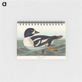 アートメモ帳-Golden-eye Duck from Birds of America
 - アメリカの鳥たち Memo.