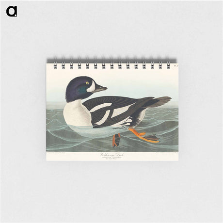 アートメモ帳-Golden-eye Duck from Birds of America
 - アメリカの鳥たち Memo.