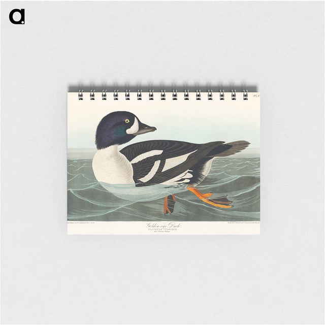 アートメモ帳-Golden-eye Duck from Birds of America
 - アメリカの鳥たち Memo.
