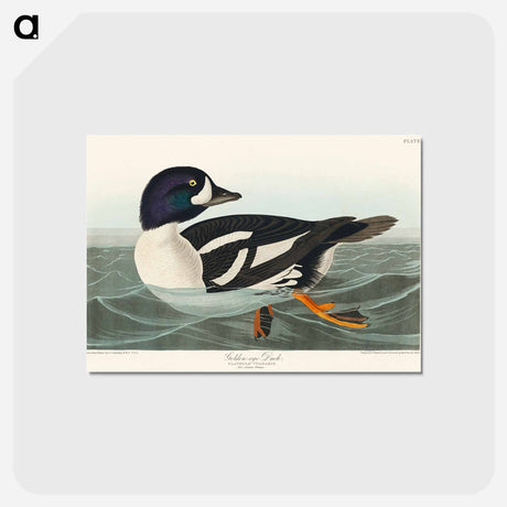 アートポストカード-Golden-eye Duck from Birds of America
 - アメリカの鳥たち Postcard.