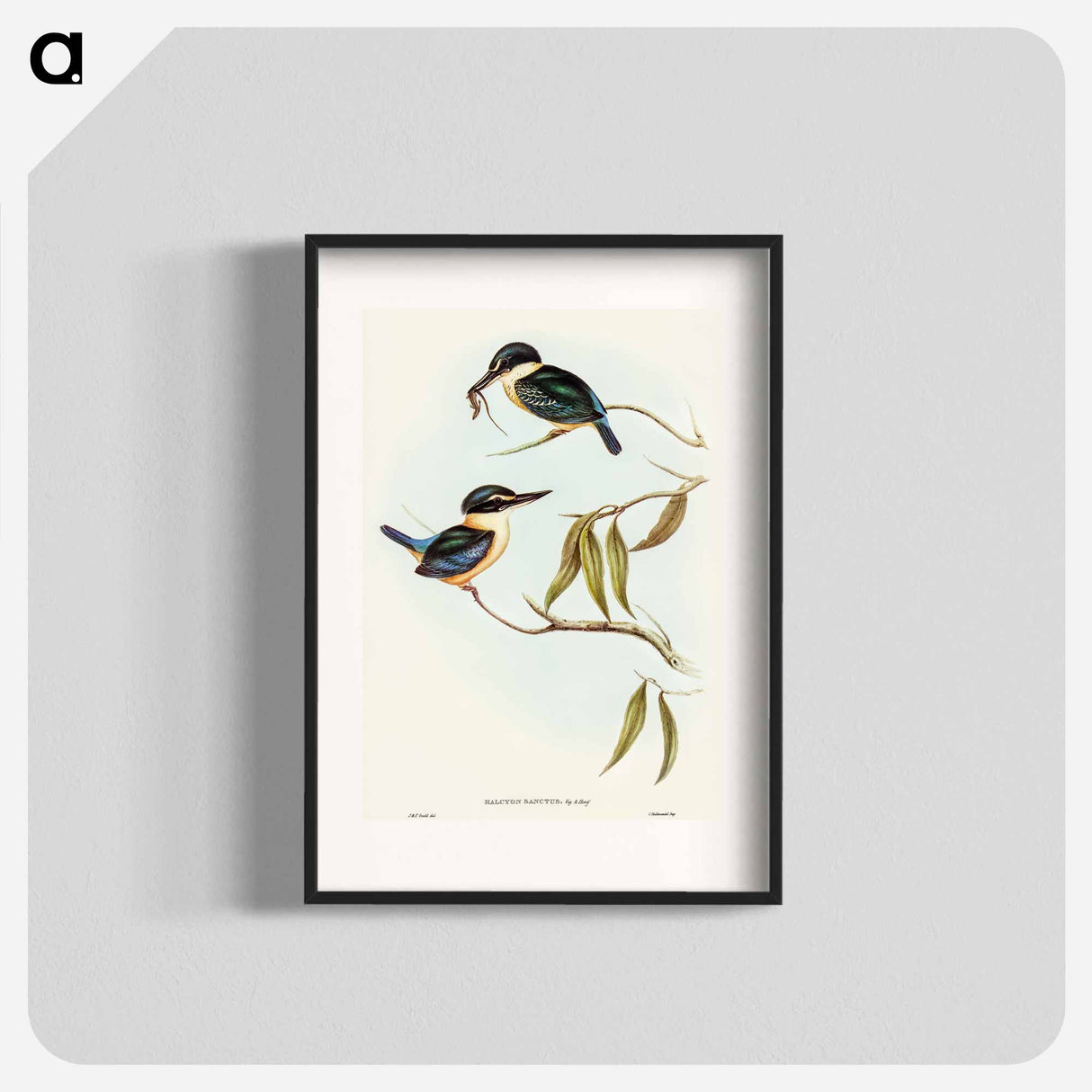 Sacred Halcyon
 - オーストラリアの鳥 Poster.