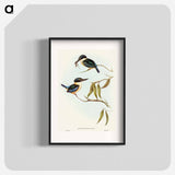 Sacred Halcyon
 - オーストラリアの鳥 Poster.