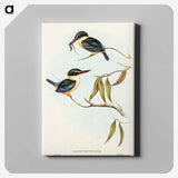 Sacred Halcyon
 - オーストラリアの鳥 Canvas.