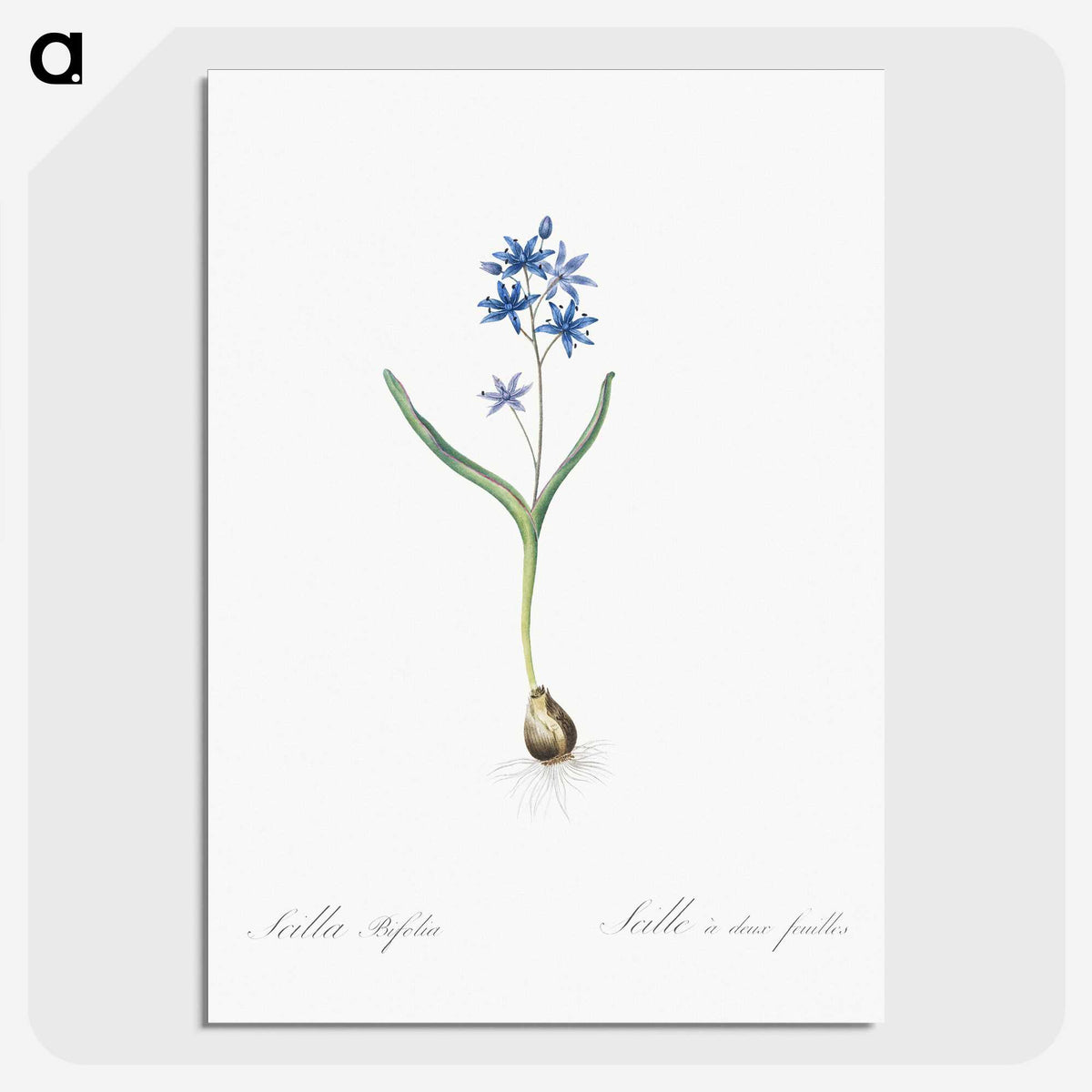 2-58_The-Lilies_picture-crop