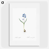 2-58_The-Lilies_picture